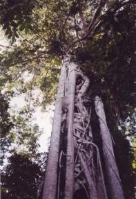 Würgefeige im Tangkoko-Nationalpark