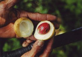 Aufgeschnittene Frucht des Muskatnussbaumes